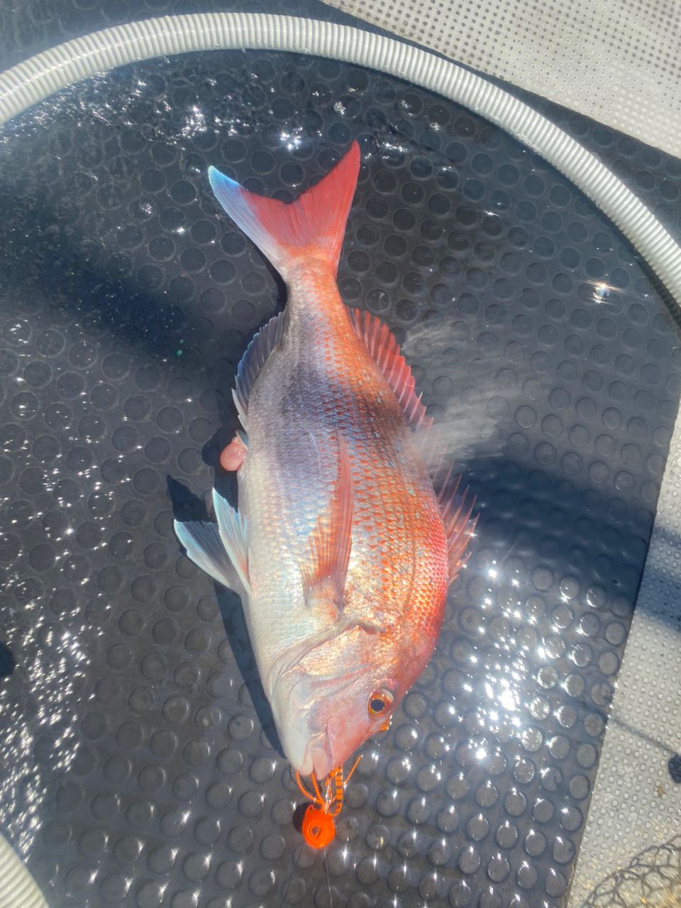 オトコマエさんの釣果 2枚目の画像