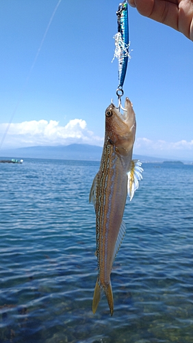 エソの釣果