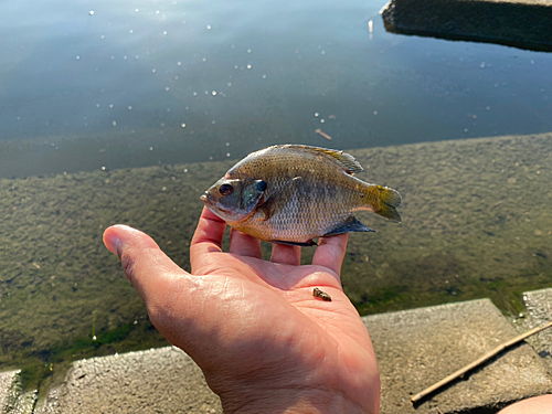 ブルーギルの釣果