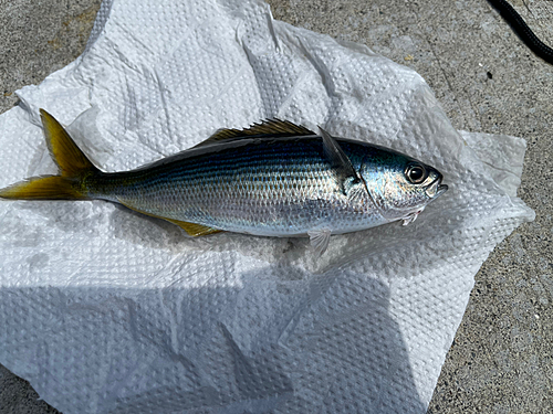 タカベの釣果