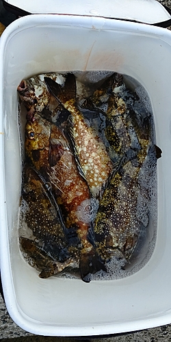 釣果