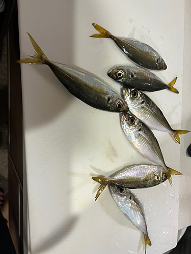 アジの釣果