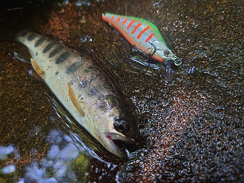 ヤマメの釣果