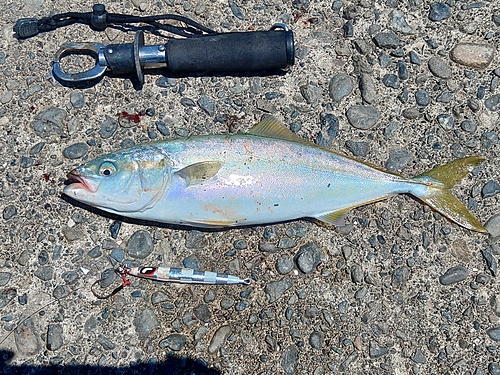 ワカナゴの釣果