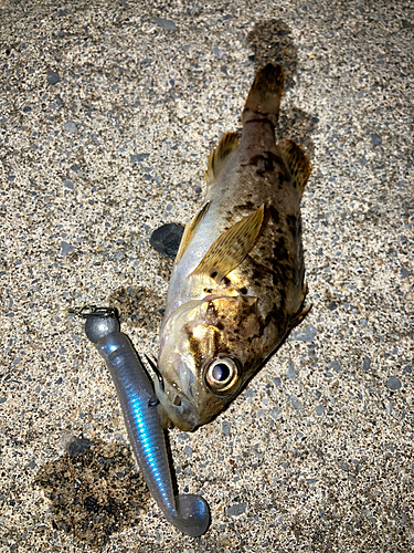 ソイの釣果