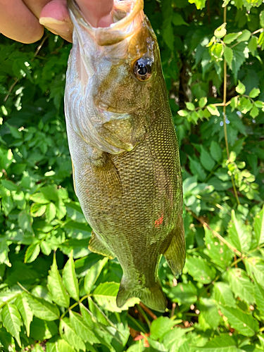 スモールマウスバスの釣果