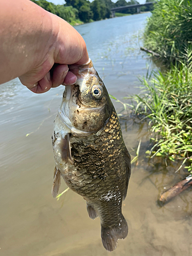 フナの釣果