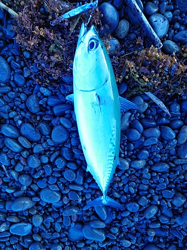 ソウダガツオの釣果