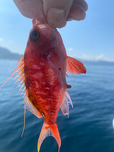 サクラダイの釣果