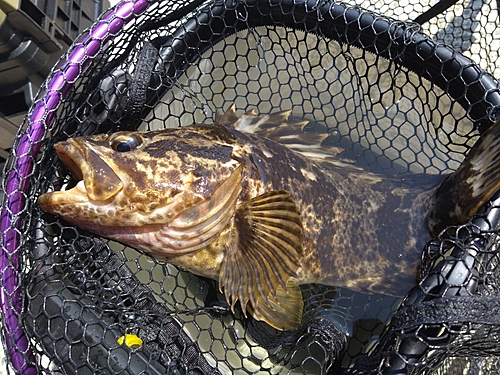 ベッコウゾイの釣果