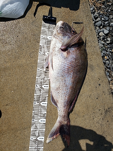 マダイの釣果