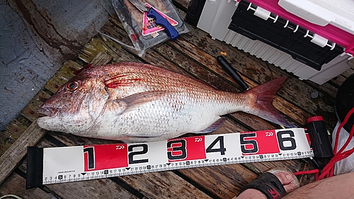 タイの釣果