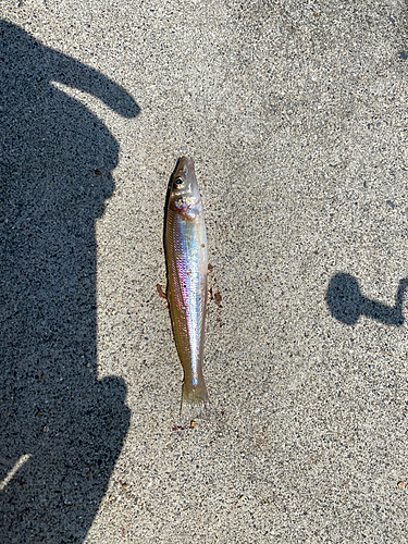 キスの釣果