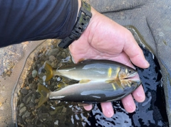 アユの釣果