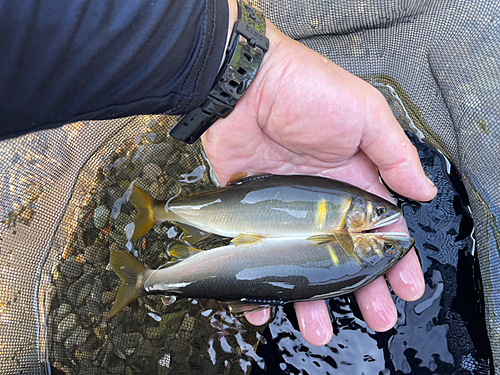 アユの釣果