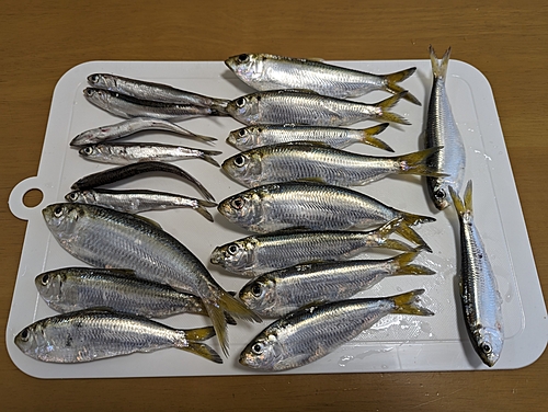 サッパの釣果