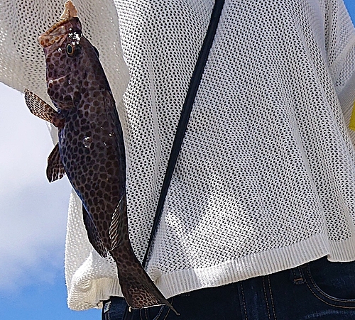 オオモンハタの釣果