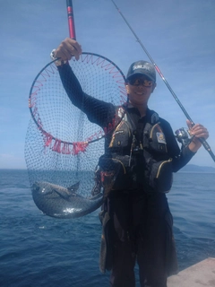 クチブトグレの釣果