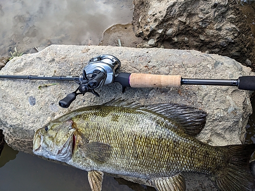 ニゴイの釣果