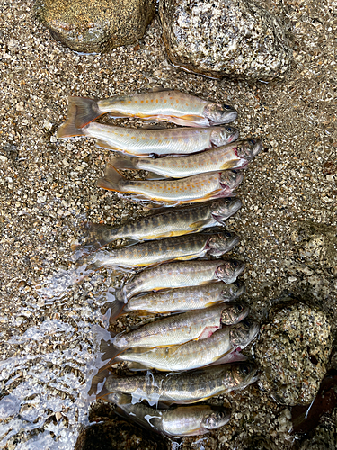 イワナの釣果