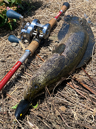 ライギョの釣果