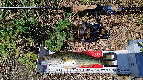 ブラックバスの釣果