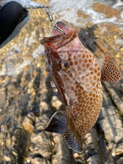 オオモンハタの釣果