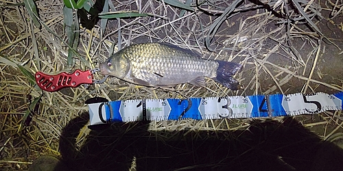 マブナの釣果