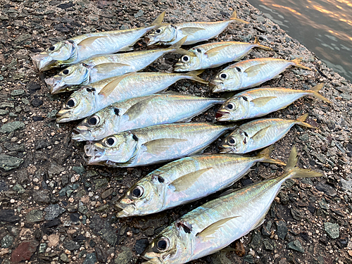 アジの釣果