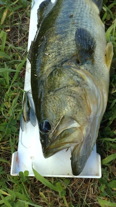 ラージマウスバスの釣果