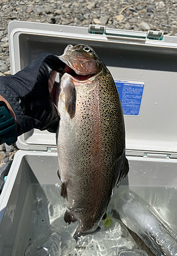 ニジマスの釣果