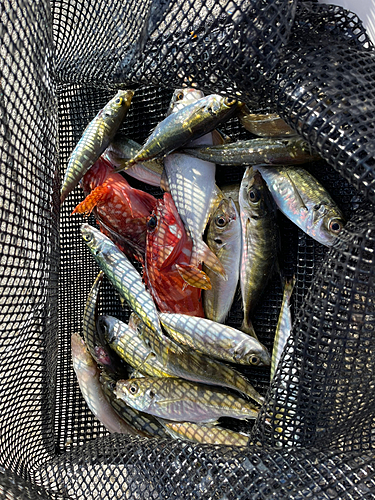 シロギスの釣果