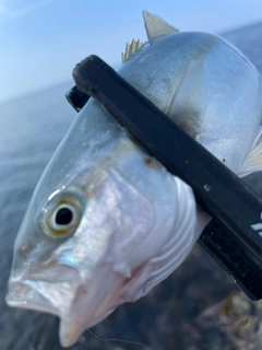 ツバスの釣果