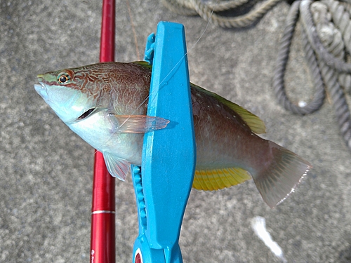 ホシササノハベラの釣果