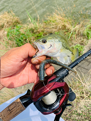 ラージマウスバスの釣果