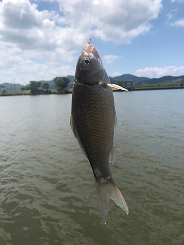 フナの釣果