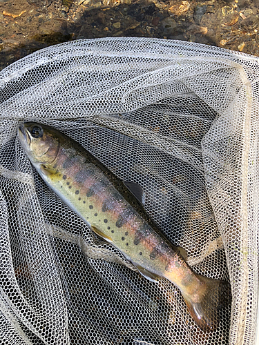 ヤマメの釣果