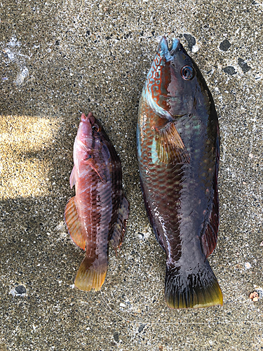 アカササノハベラの釣果