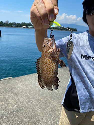 オオモンハタの釣果