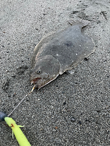 ヒラメの釣果