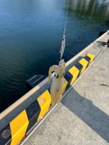 ケンサキイカの釣果