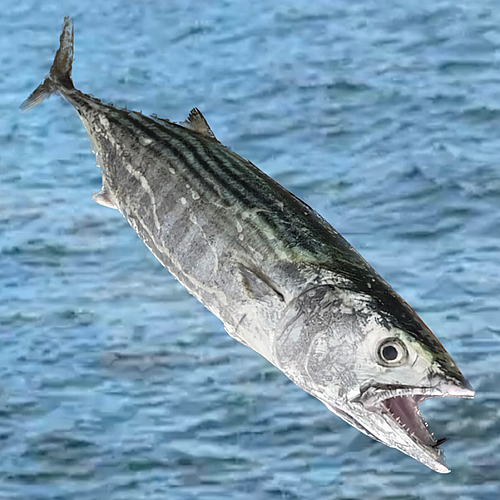 ハガツオの釣果