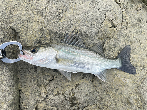 セイゴ（マルスズキ）の釣果