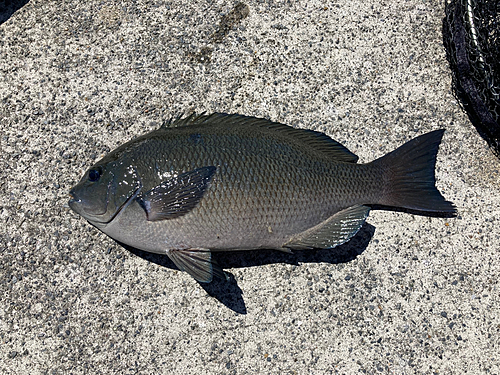 メジナの釣果