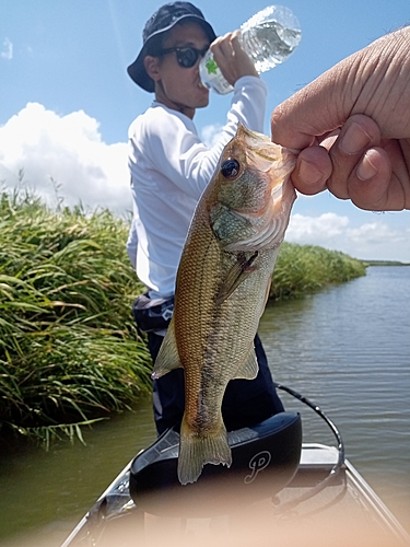 ラージマウスバスの釣果