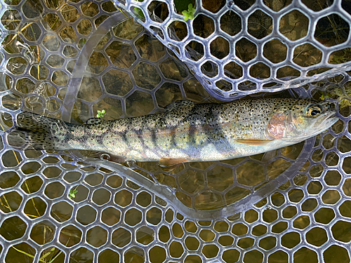 ニジマスの釣果