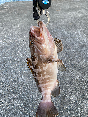 クエの釣果