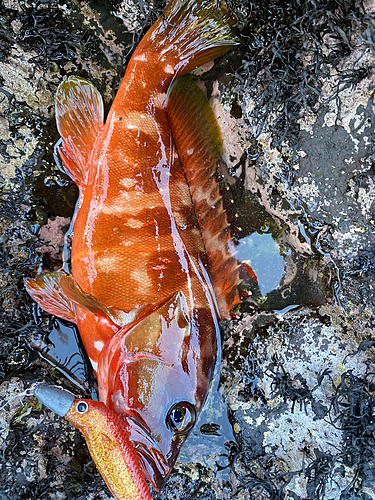 アカハタの釣果