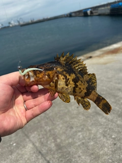 ベッコウゾイの釣果