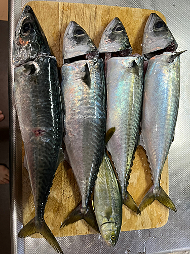 サバの釣果